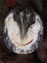 Image of a horses hoof with Grass Laminitis.