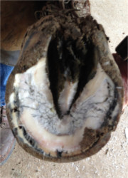 Image of a horses hoof with Thrush.